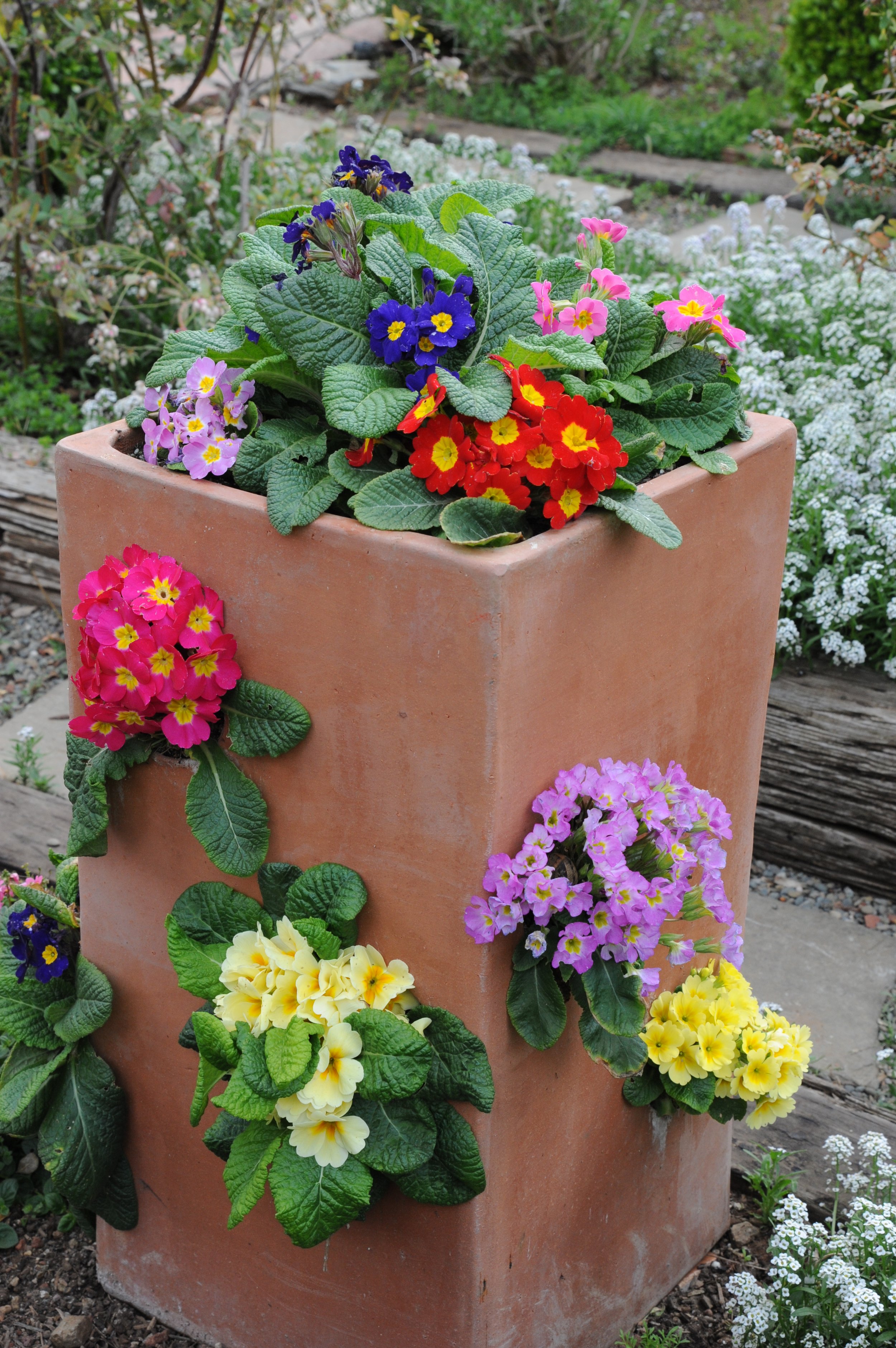 2013-03-27 Ros garden, front border 012.jpg