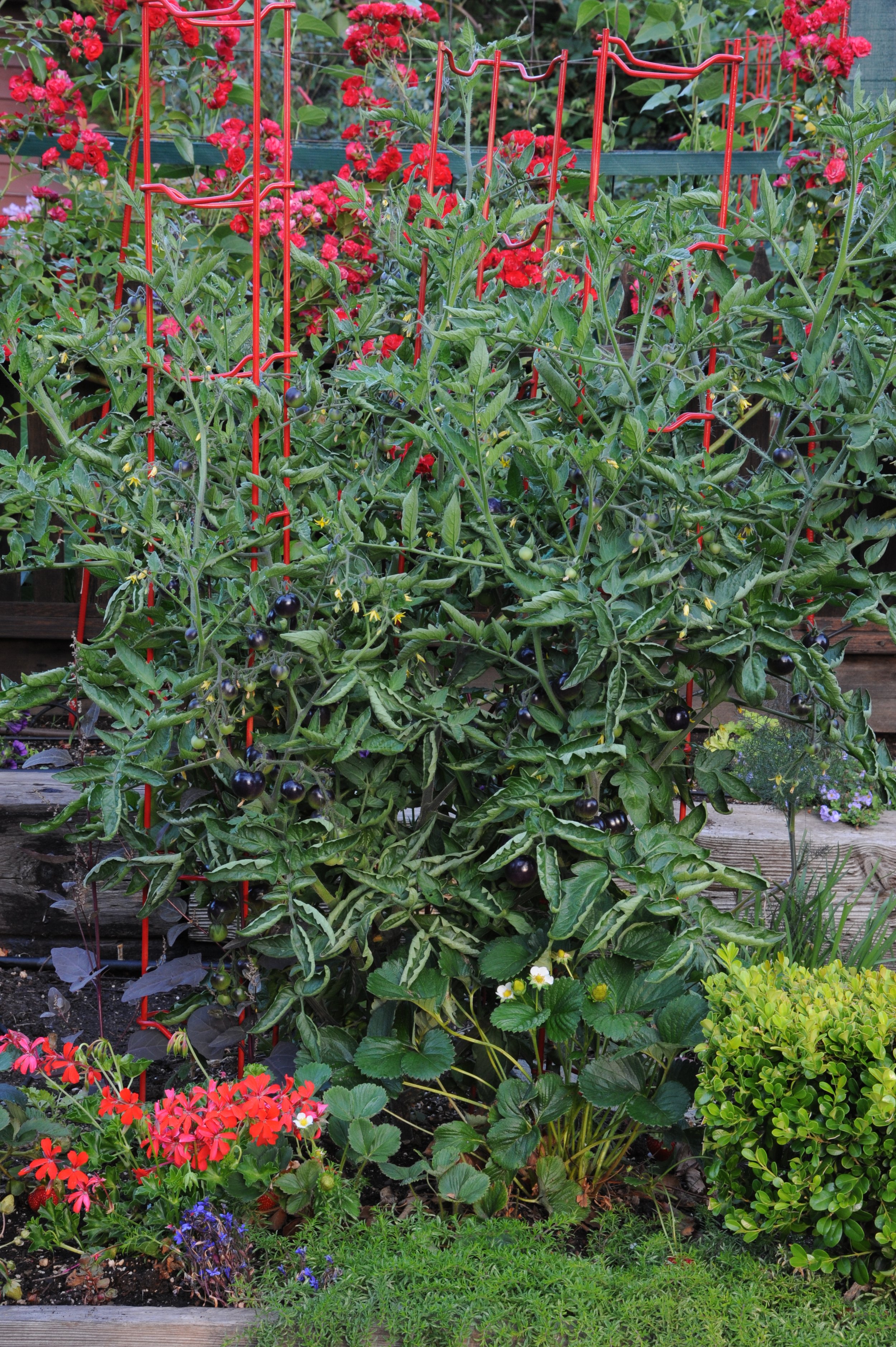 2012-07-03 Ros front garden 044.jpg