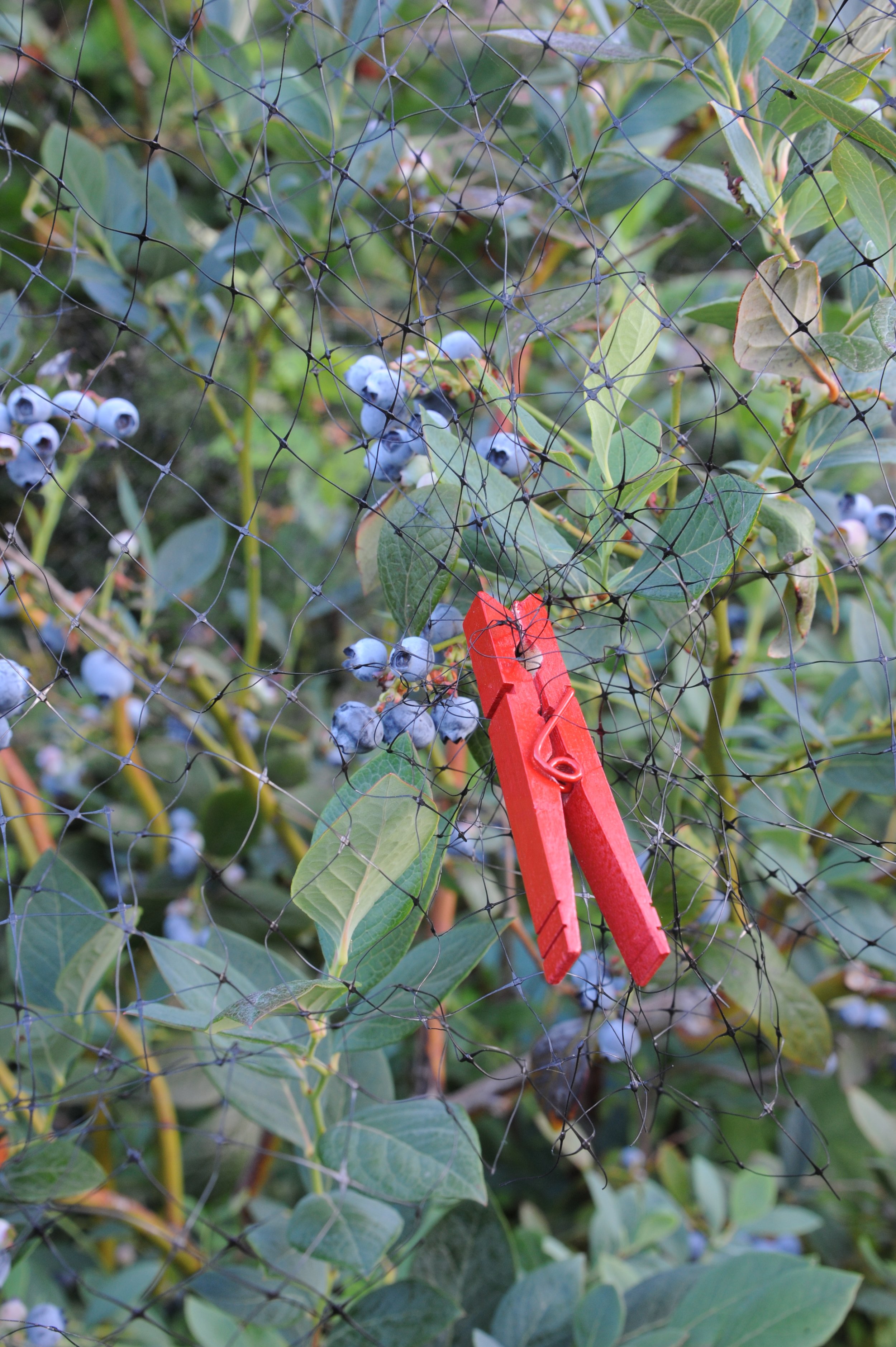 2012-07-03 Ros front garden 017.jpg