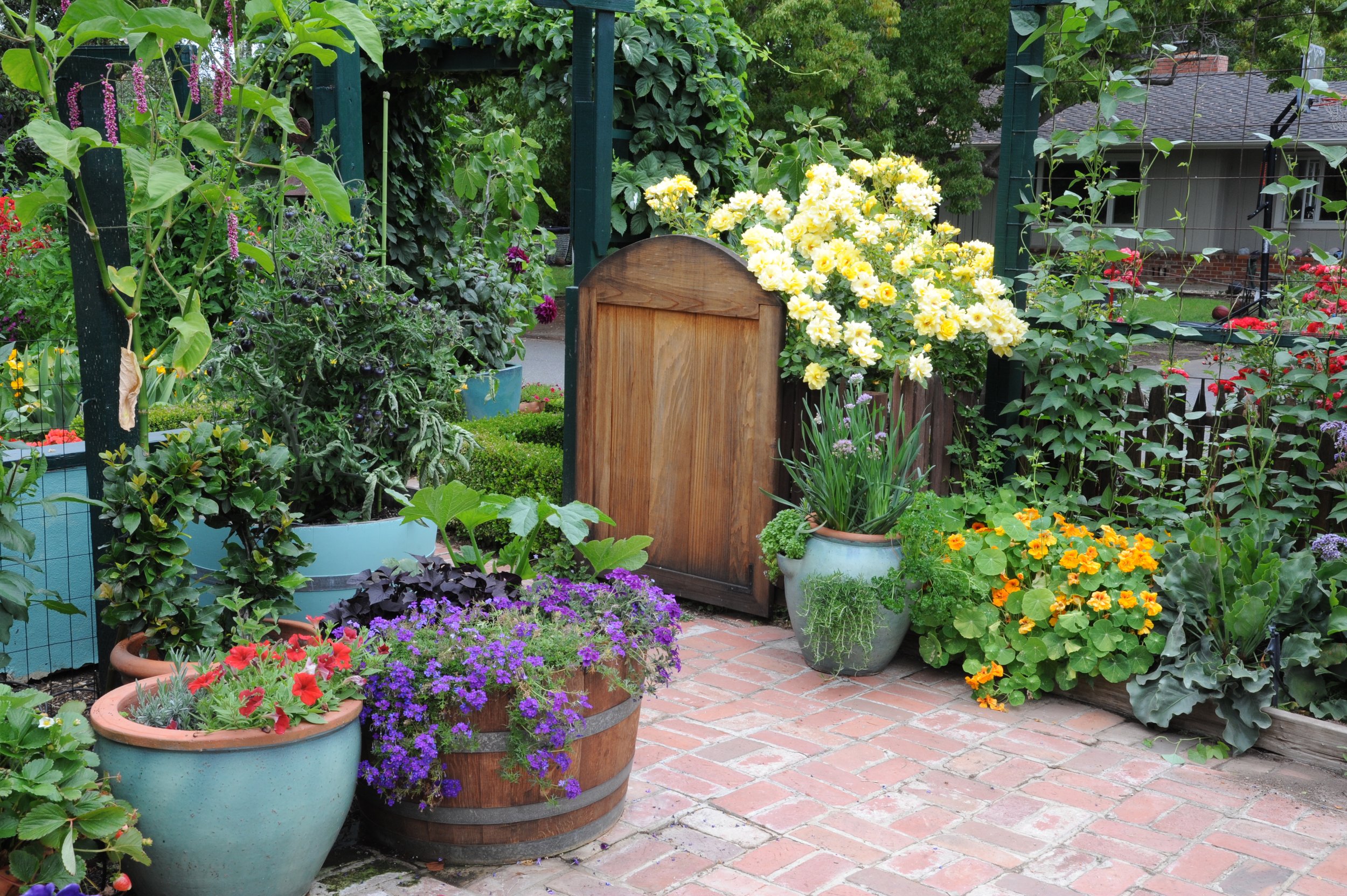 2012-07-03 Ros front garden, herbs 008.jpg