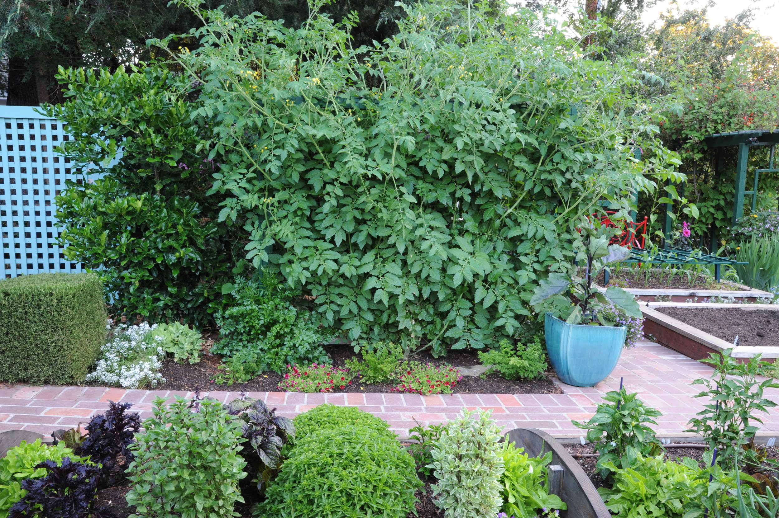 2012-07-03 Ros front garden 024.jpg