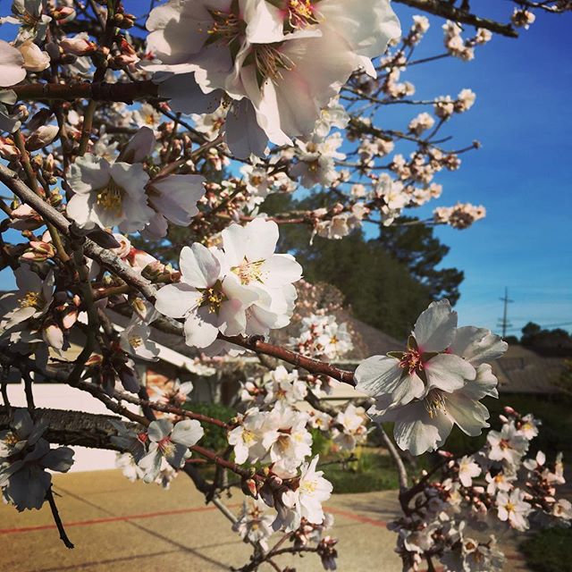 As I drive to my house at the end of the street, I've seen the almond trees bloom every spring for the last 45 years. This old friend is the last one remaining from an old orchard.