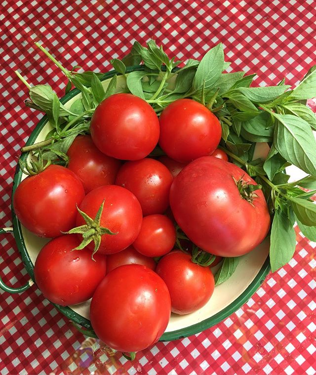 My harvest after the first rain! Hooray! We have had 5 months with no rain. These are Early Girl tomatoes and lemon basil.