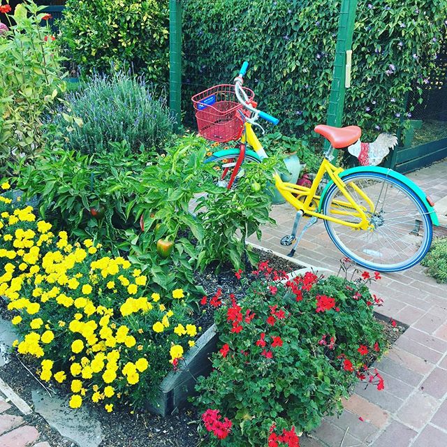 Look what showed up in my garden! #googlebike #rosgarden