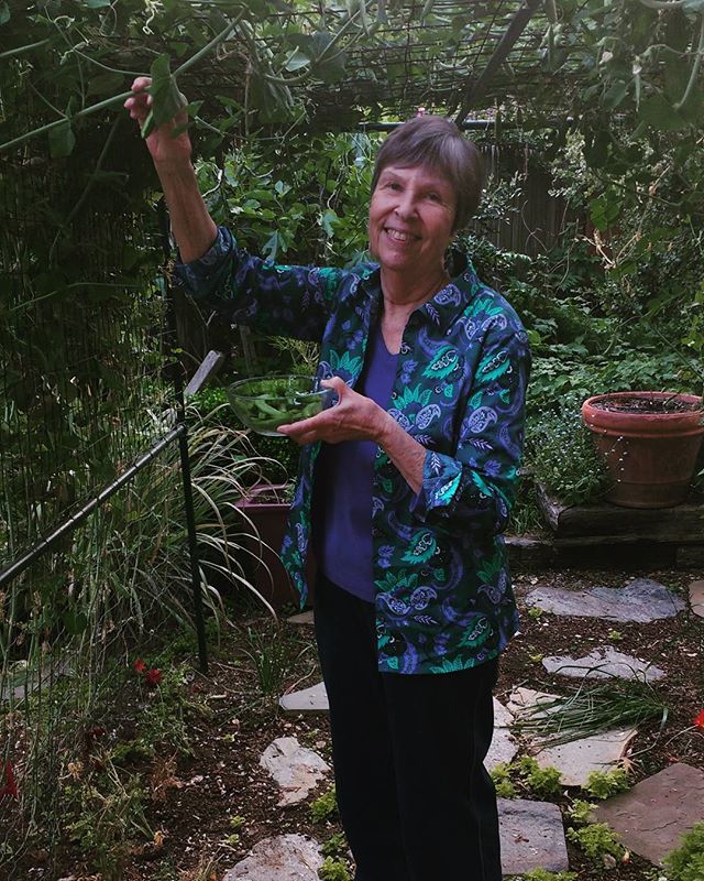 Harvesting Sugar Snap Peas from my arbor and getting them ready for the Creasy family crabfest! Yum! Photo by @crazy_girl_gardens