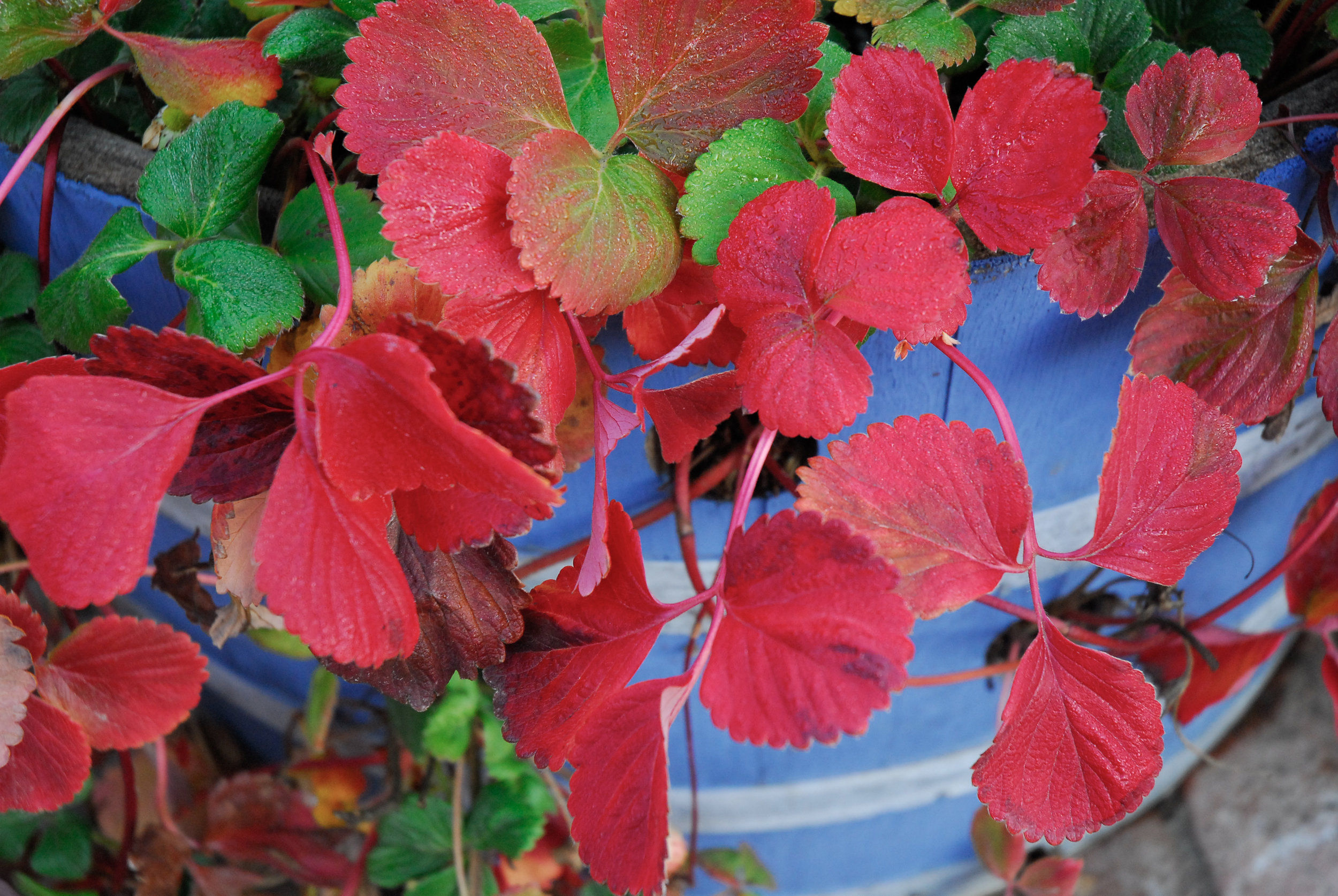 strawberry foliage (1 of 1)-2.jpg