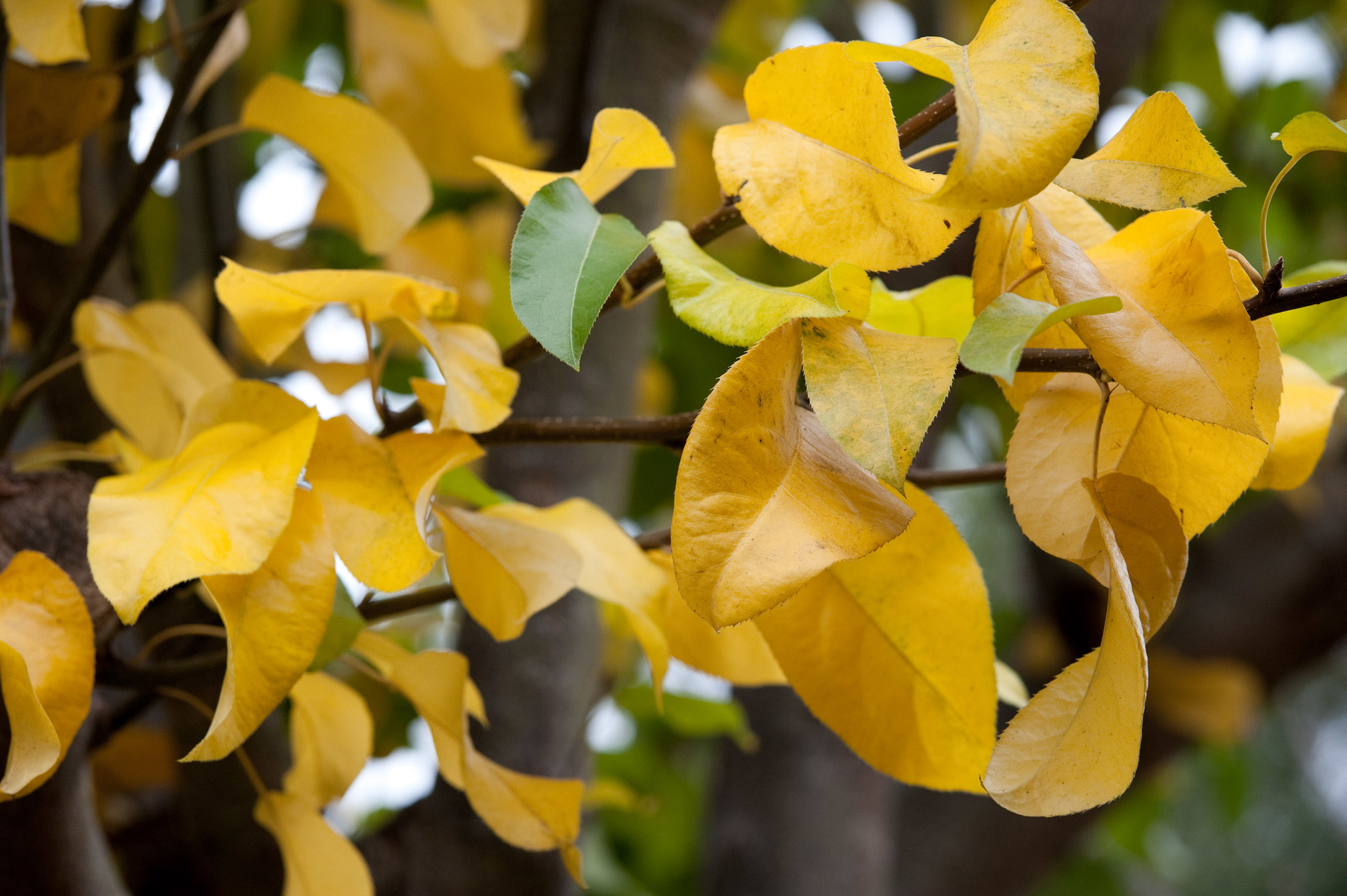 Asian pear foliage (1 of 1).jpg