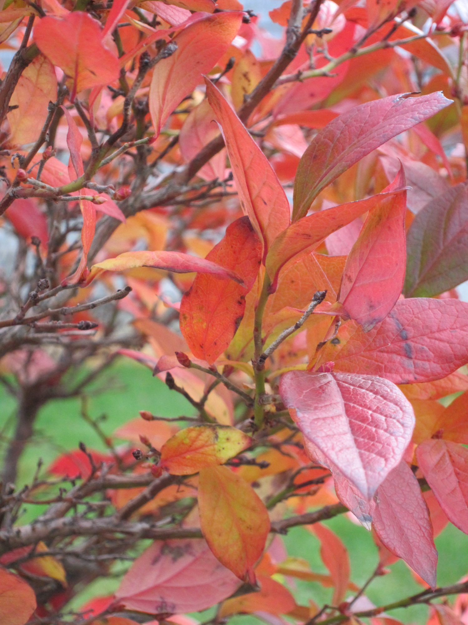 Blueberries in ME (1 of 1)-2.jpg