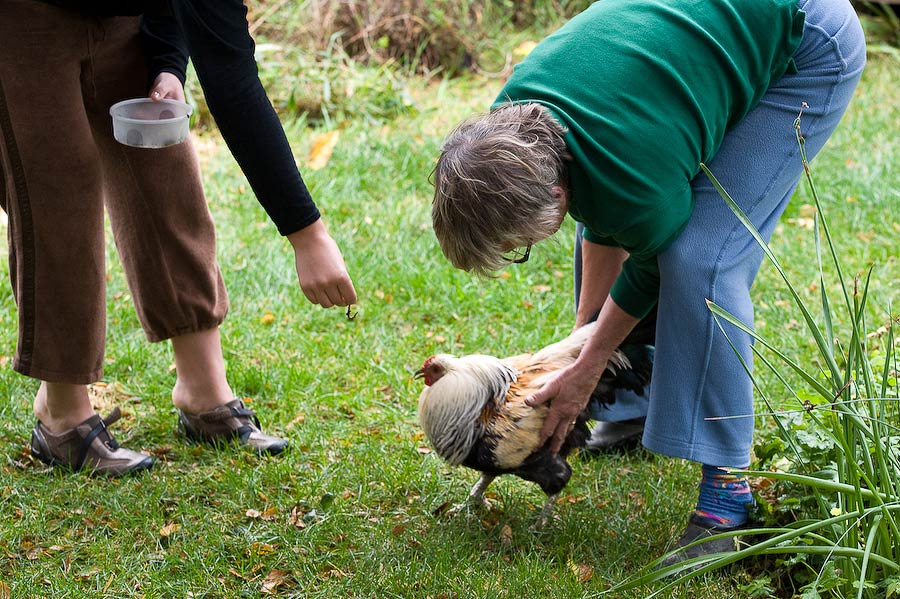 feeding-worms feeding-worms