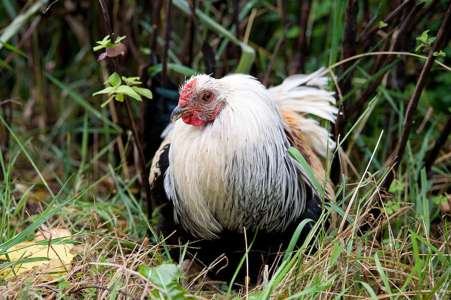 mr-x-chicken-nest mr-x-chicken-nest