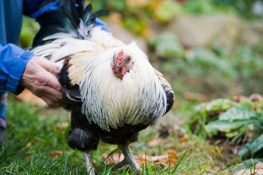 mr-x-walking mr-x-walking