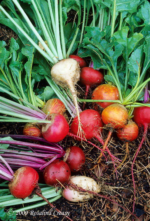 red-yellow-white-beets Red, yellow, and white beets