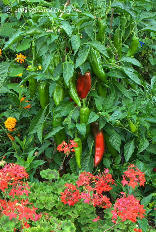 italian-frying-peppers-and italian-frying-peppers-and
