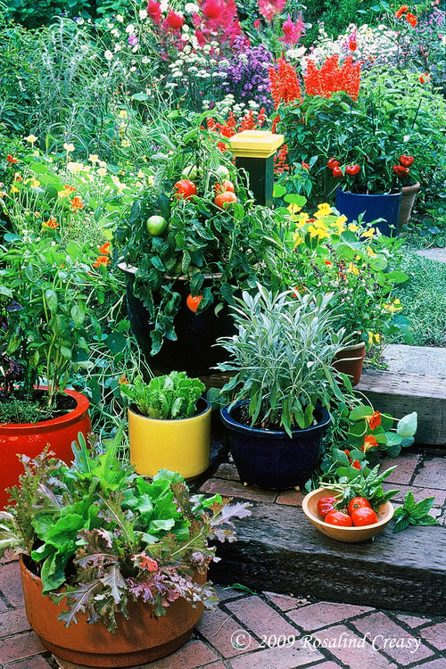 lettuce-sage-peppers-tomato lettuce-sage-peppers-tomato