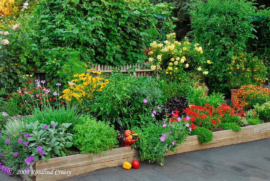 peppers-herbs-ros-garden peppers-herbs-ros-garden