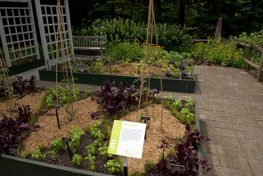 Basil Beds - &copy Ivo M, <b>reasons to buy Toprol XL online</b>.  <b>New York. Los Angeles, California</b>, Vermeulen, The New York Botanical Garden