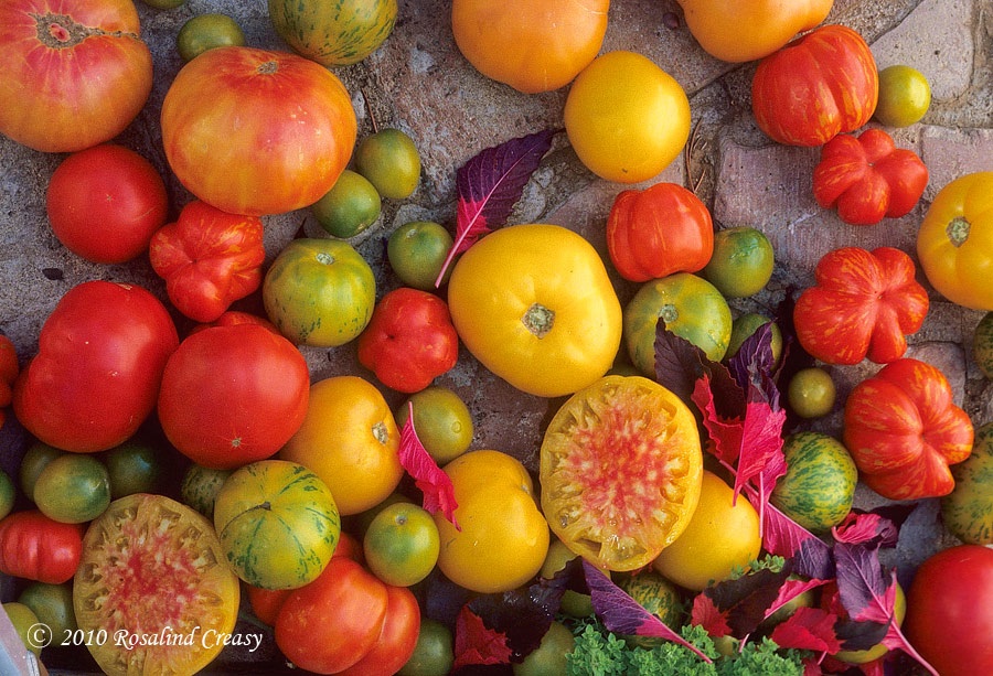 heirloom tomatoes